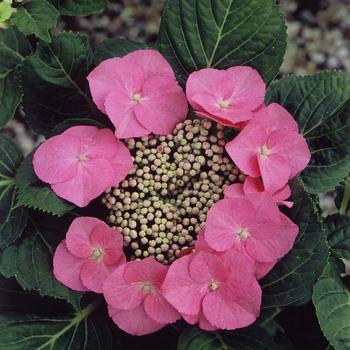 Hydrangea macrophylla 'Zorro' 