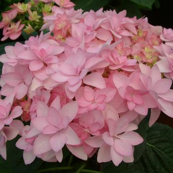 Hydrangea macrophylla Youme™ 'Romance'