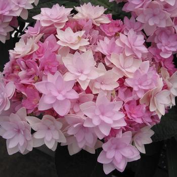 Hydrangea macrophylla Youme™ 'Passion'