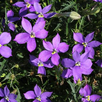 Isotoma FIZZ N POP™ 'Glowing Violet' (189012)