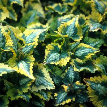 Lamium maculatum 'Golden Anniversary'