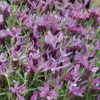 Lavandula stoechas 'Blueberry Ruffles' PP18,305