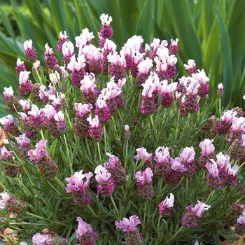 Lavandula stoechas Ruffles™ 'Boysenberry Ruffles'