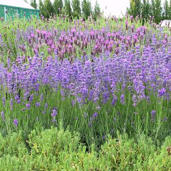 Lavandula angustifolia 'Violet Intrigue'