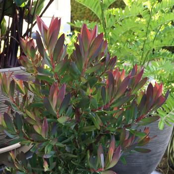 Leucadendron 'Hawaii Magic' 