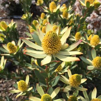 Leucadendron 'LN9' PP31705