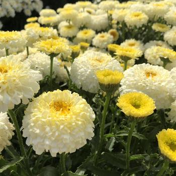 Leucanthemum x superbum Realflor® CC 'Real Deal'