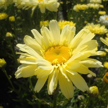 Leucanthemum x superbum 'Real Dream' PP25664