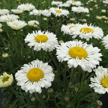 Leucanthemum x superbum Realflor® CC 'Real Neat'