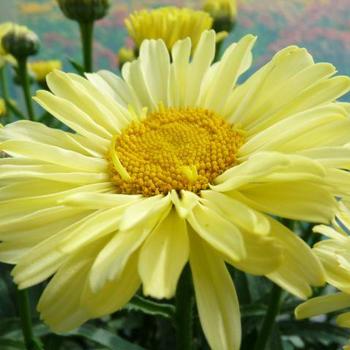 Leucanthemum x superbum Realflor® CC 'Real Sunbeam'