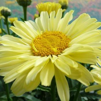 Leucanthemum x superbum 'Real Sunbeam' PP27717