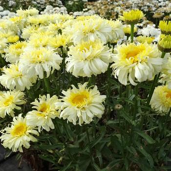 Leucanthemum x superbum Realflor® MC 'Real Charmer'