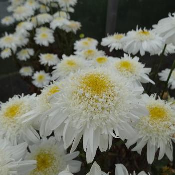 Leucanthemum x superbum 'Real Comet' PPAF