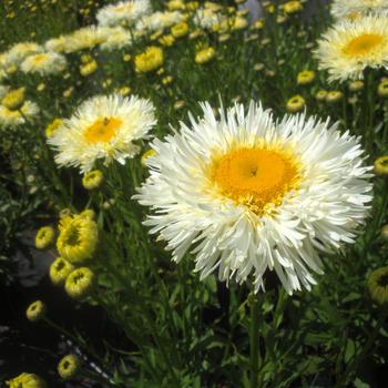 Leucanthemum x superbum Realflor® MC 'Real Galaxy'