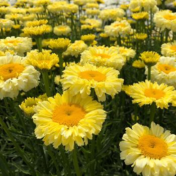 Leucanthemum x superbum 'Real Goldcup' PPAF