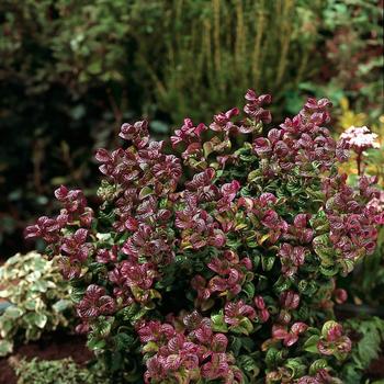 Leucothoe axillaris 'Curly Red'