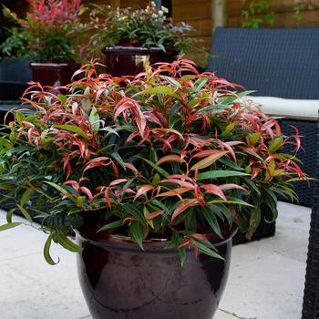 Leucothoe keiski 'Burning Love™'