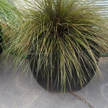 Lomandra confertifolia ssp. rubiginosa Highlight™ 'Bronze'