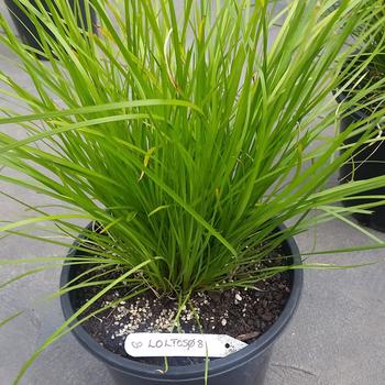 Lomandra confertifolia ssp. rubiginosa 'Losgr-1' 