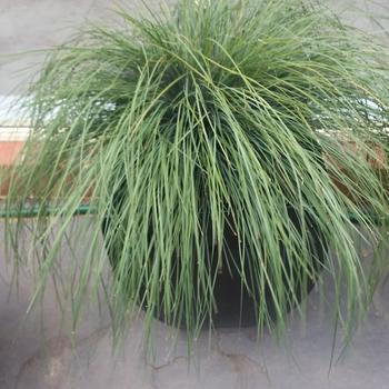 Lomandra confertifolia ssp. rubiginosa Highlight™ 'Silver Blue'