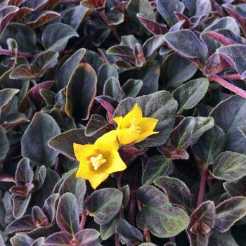 Lysimachia confestiflora 'Midnight Sun'