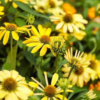 Echinacea 'Yellow My Darling' PPAF, Can PBRAF