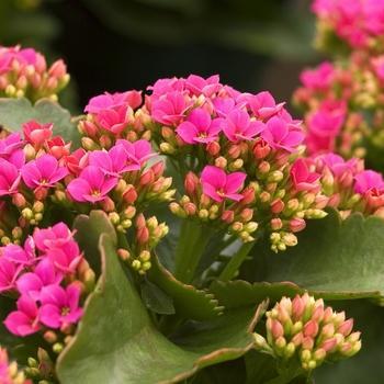 Kalanchoe blossfeldiana