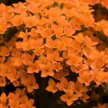 Kalanchoe blossfeldiana