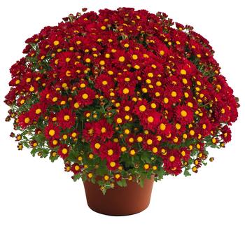 Chrysanthemum x morifolium 'Red' 