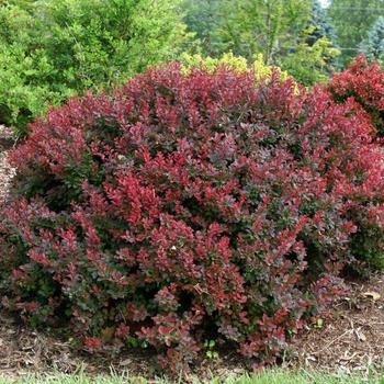 Berberis thunbergii 'Mimi' PP24841