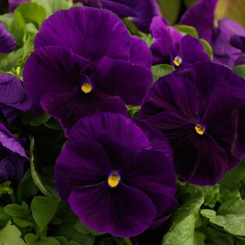 Viola x wittrockiana 'Clear Purple' 