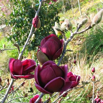 Magnolia 'Genie'