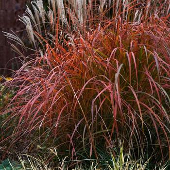 Miscanthus sinensis 'Fire Dragon' 