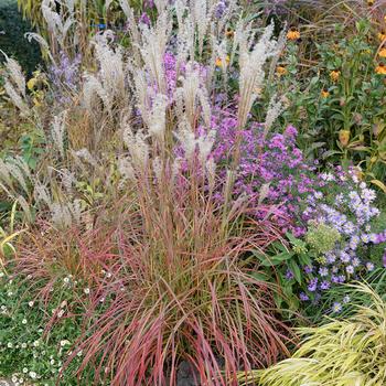 Miscanthus sinensis 'Little Miss'