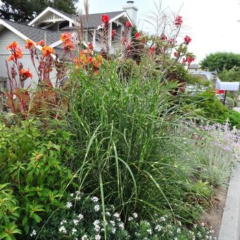 Miscanthus sinensis 'Tiger Tail' 