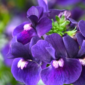 Nemesia Escential™ 'Blackberry'