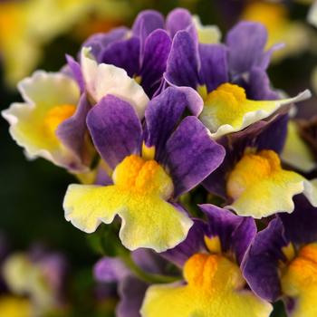 Nemesia Escential™ 'Blueberry Custard'