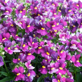 Nemesia Escential™ 'Bumbleberry'