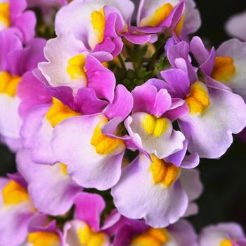 Nemesia Escential™ 'Pinkberry'