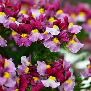 Nemesia Escential™ 'Strawberry'