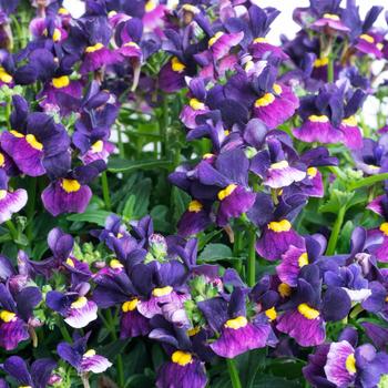 Nemesia Escential™ 'Sugarberry'