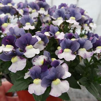 Nemesia 'Cherry Blue' 