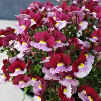 Nemesia 'Cherry Red' 