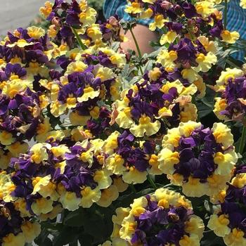 Nemesia Aroma Yellows™ 'Plums & Custard'