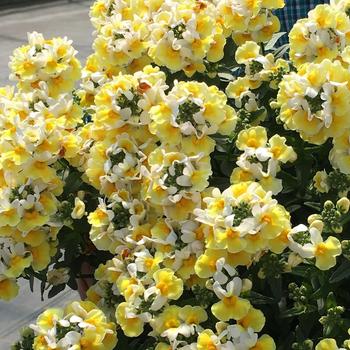 Nemesia Aroma Yellows™ 'Banana Split'