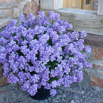 Nemesia Penhow® Lagoon™ 'Blue Lagoon'