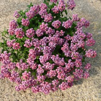 Nemesia 'Penpink' 