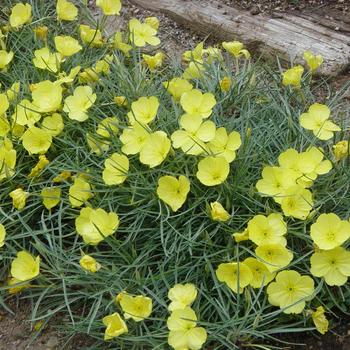 Oenothera fremontii 'Shimmer'