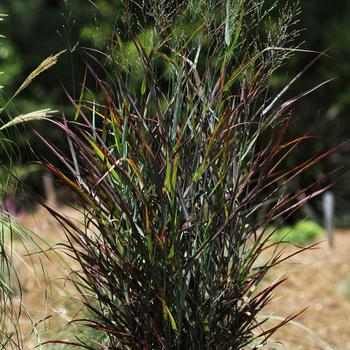 Panicum virgatum 'Hot Rod' PP26074