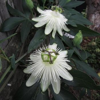 Passiflora 'Snow Queen' 